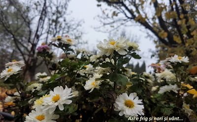 Poezie și fotografie – proiect de toamnă